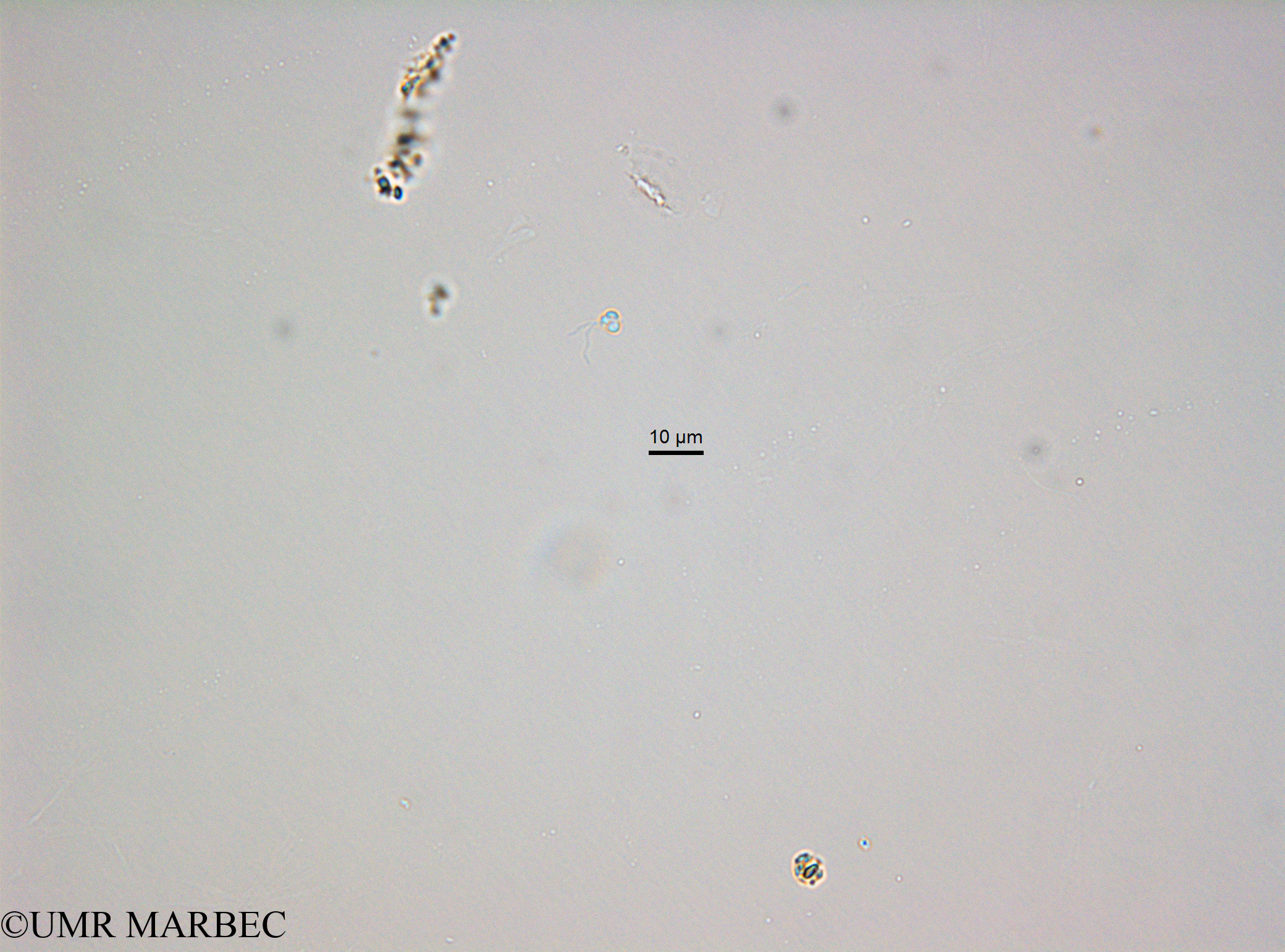 phyto/Bizerte/bizerte_bay/RISCO November 2015/Nanoflagellé 20 (ancien microflagellé 16 -BaieT5_CW3_flag_10170228_001_ovl-4).tif(copy).jpg